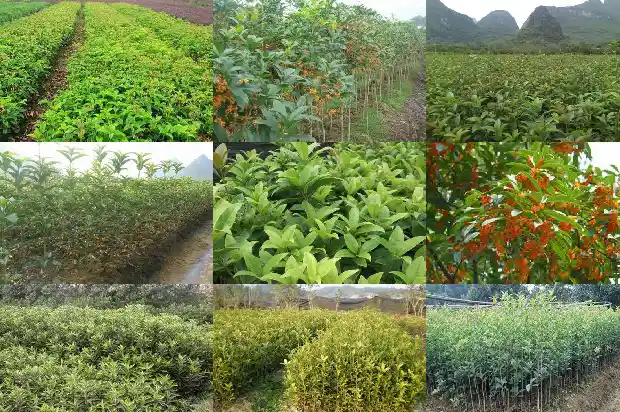 什么品种的桂花树最香最好1687047957400