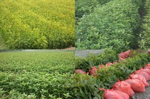 什么品种的桂花树最香最好看1687047976597