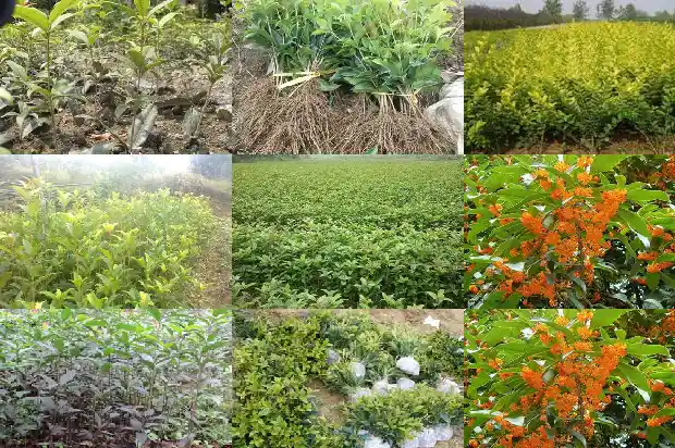 什么品种的桂花树最香最好看1687047976645
