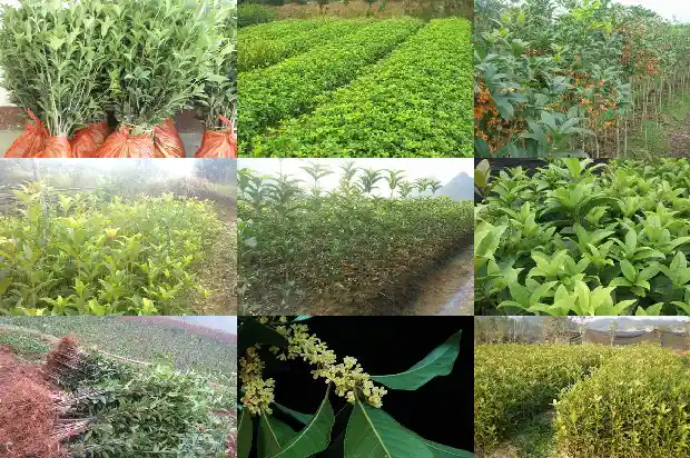 什么品种的桂花树最香最好看1687047976738