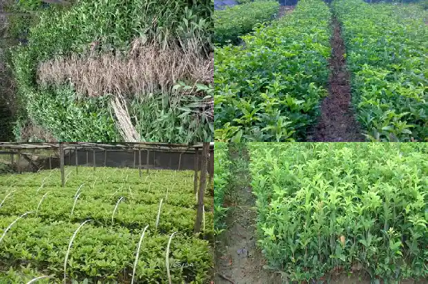 哪种桂花树是最香的树1687047998993