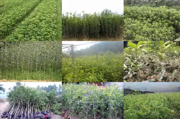 哪种桂花树是最香的品种1687048022859