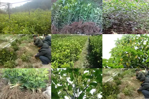 哪种桂花树是最香的品种1687048023002