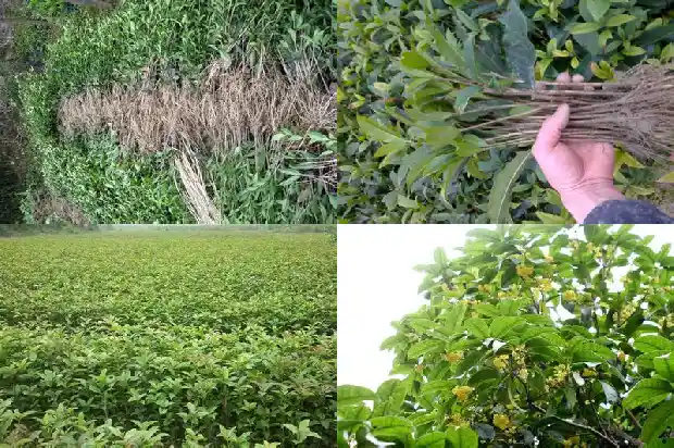 哪种桂花树是最香的呢1687048040500