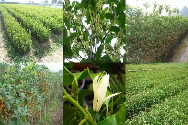哪种桂花树是最香的呢1687048040548