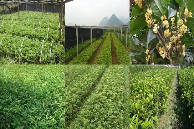 哪种桂花树花期最长又香甜1687048059941
