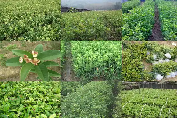 哪种桂花树花期最长又香甜1687048059988