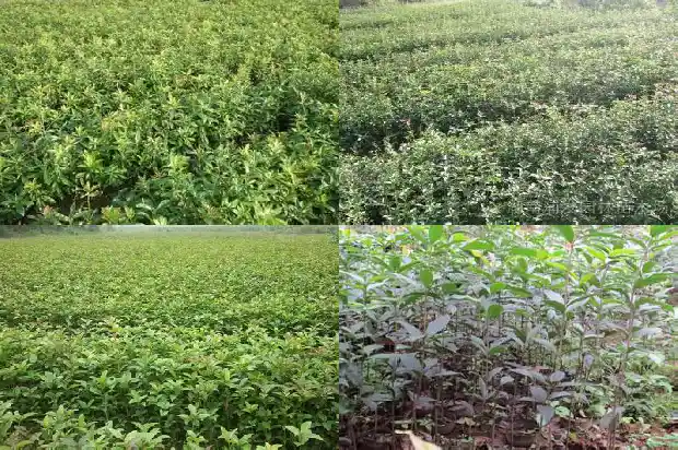 哪种桂花树花期最长又香甜1687048060035