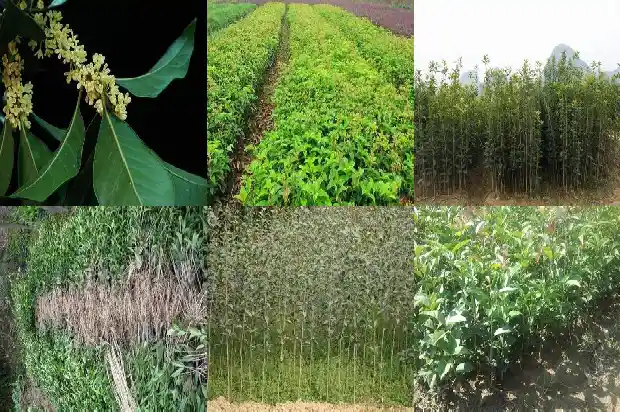 哪种桂花树花期最长又香又好养1687048077475