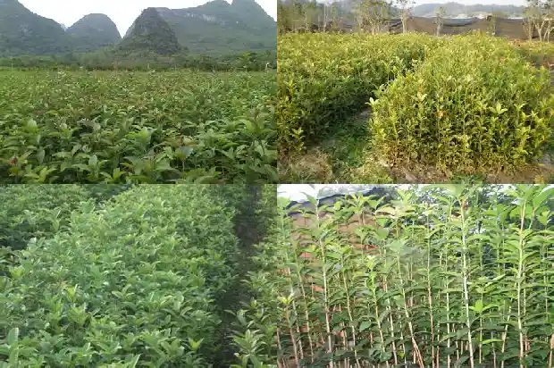 哪种桂花树花期最长又香又好看1687048101167