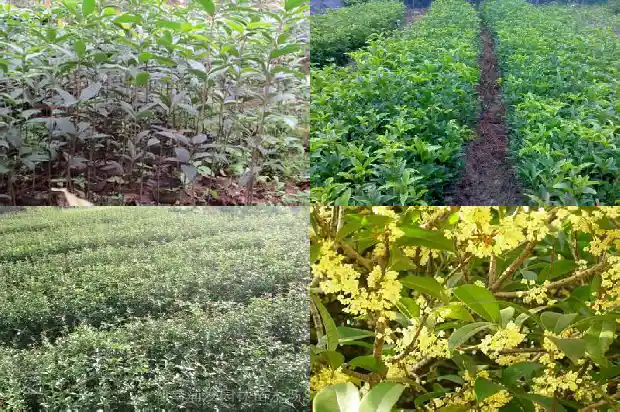桂花树材质怎么处理不会干裂掉1688519163190