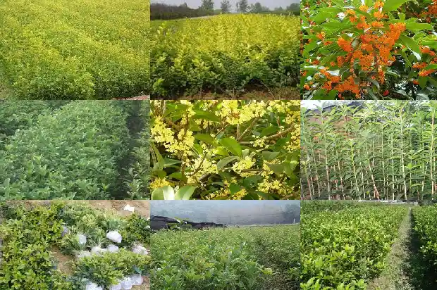 最香的四季桂花是什么品种1687048202775
