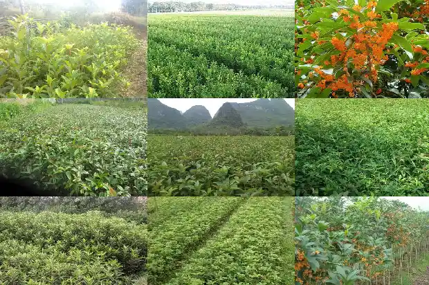 四季桂花中的品种最好的是哪一种?1687048224498