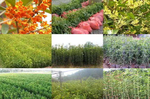 四季桂花中的品种最好的是哪一种?1687048224545