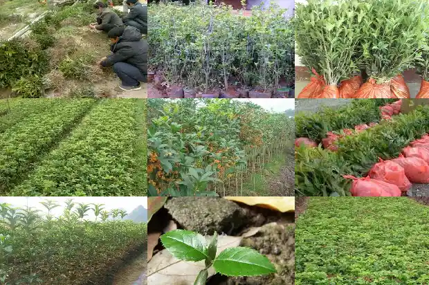 桂花树是不是四季常青的树1687048279461