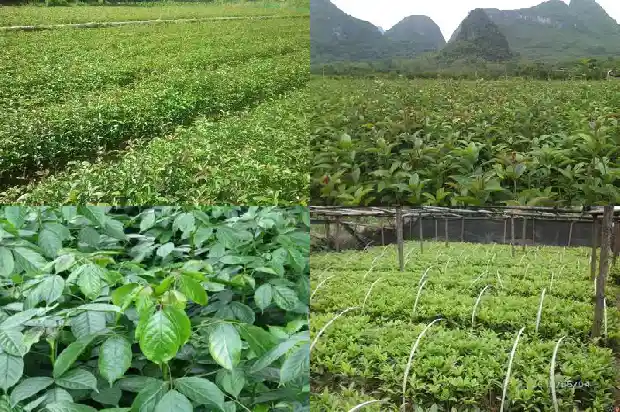 桂花树是不是四季常青的树1687048279507