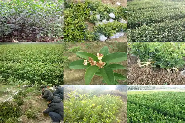 桂花树是不是四季常青的植物1687048296928