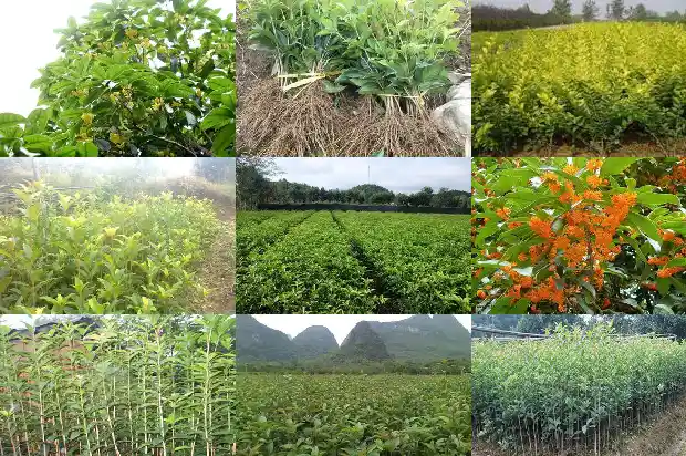 桂花树是不是四季常青的花1687048318333
