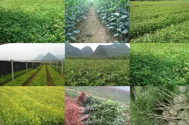 桂花树是不是四季常青的花1687048318381