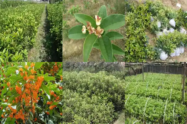 桂花树是不是四季常青的花1687048318428