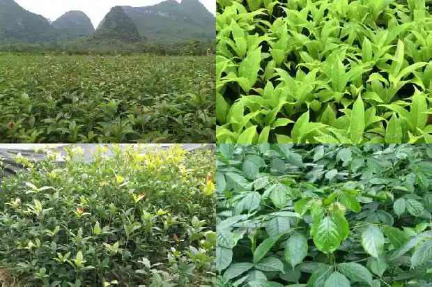 为什么桂花八月才开放1688948295291