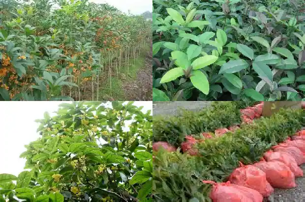 桂花树和冬青树的区别1687048446932