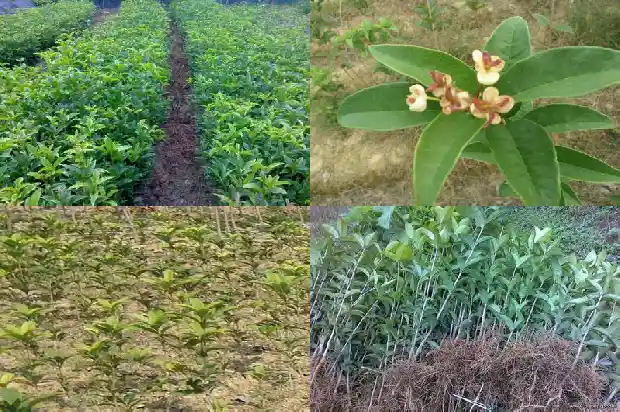 桂花树是常青树吗还是落叶的1687048507787