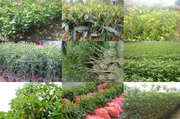 桂花树是常青树吗还是落叶的1687048507879