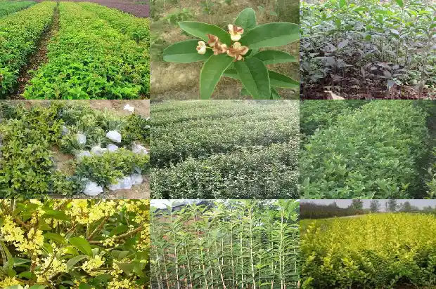 桂花树是常青树吗还是落叶的1687048507925