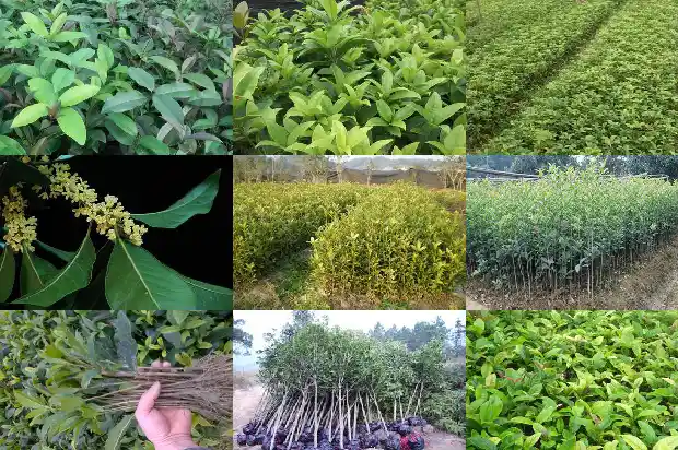 桂花树是不是常青树种1687048530546