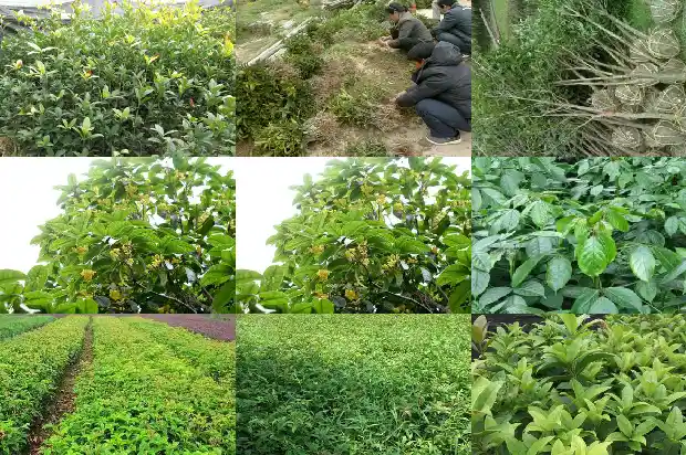 桂花树是不是常青树种1687048530593