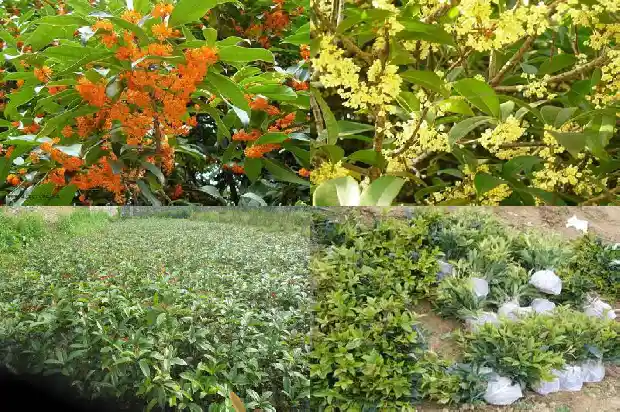 桂花树是不是常青树种1687048530640