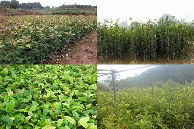 桂花树是不是常青树类1687048551793