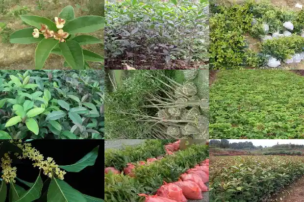 桂花树是不是常青树类1687048551840