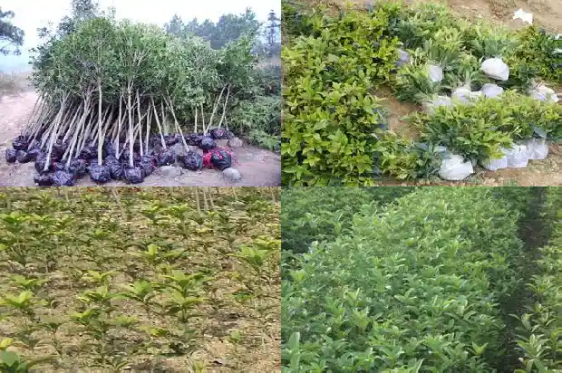 桂花树是不是常青树之一1687048582248