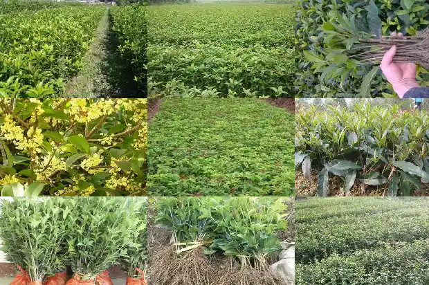 四季桂花树价格多少钱一盆1689899168729
