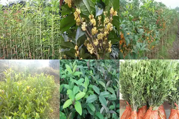 桂花树是常绿吗还是落叶1687048602968
