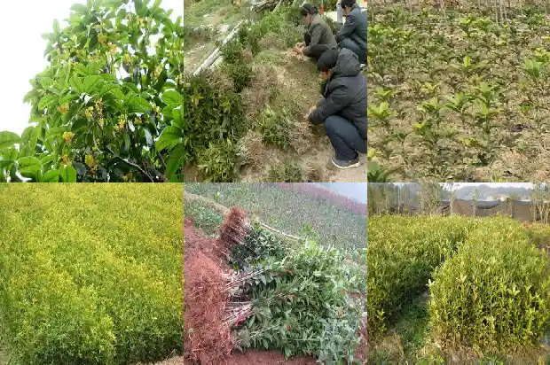 桂花树是常绿吗还是落叶1687048603110