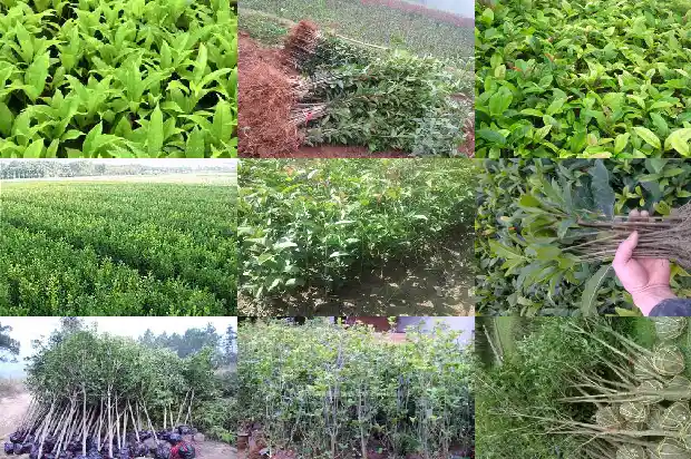 桂花树是常绿吗还是常绿1687048623900