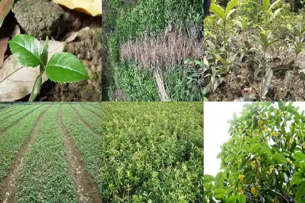 桂花树是常绿吗还是常绿1687048623993