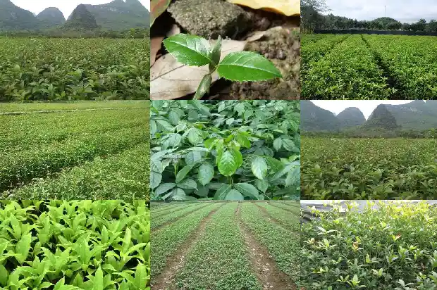 桂花树常年青吗有毒吗1687048648590
