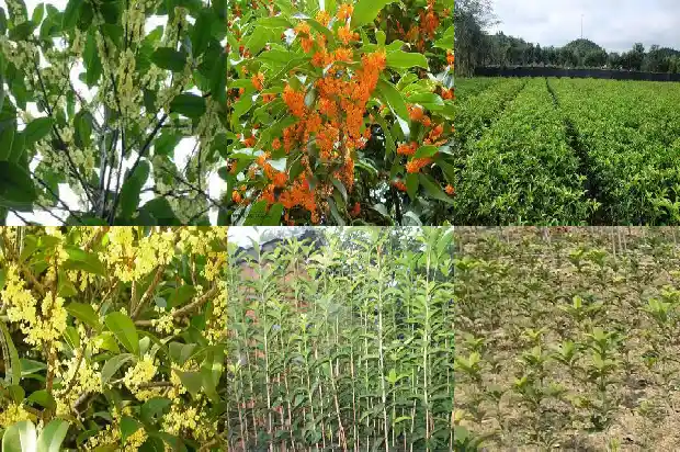 桂花树是一年常青吗还是冬天常青1687048670577