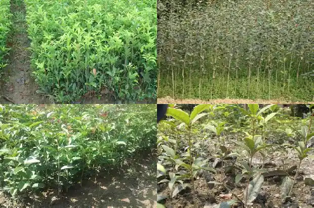 桂花树是一年常青吗还是冬天常绿1687048695771