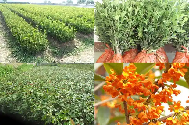 桂花树是几年生植物1687048717451