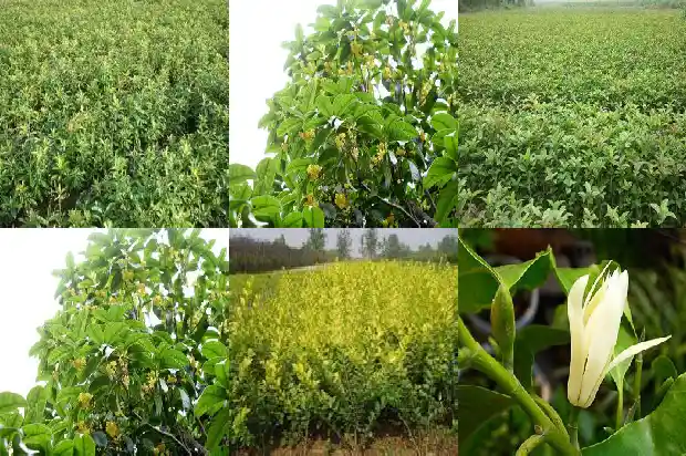 桂花是一年生植物吗1687048737665