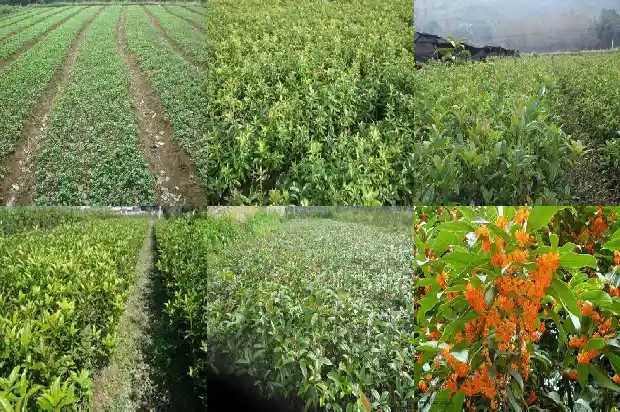 桂花是一年生植物吗1687048737712
