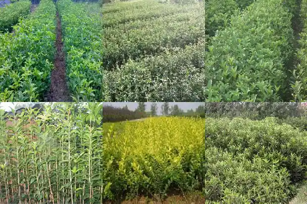 桂花树是常绿树还是落叶树1687048758124