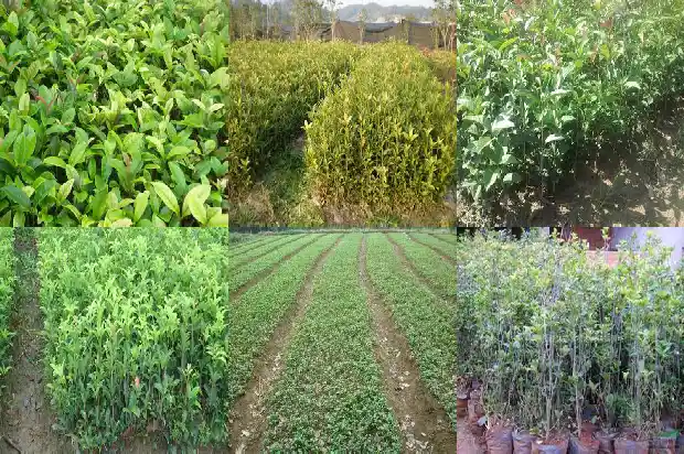 桂花树属于落叶树还是常青树呢1687048799938