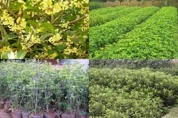 桂花树属于落叶树还是常青树呢1687048799984