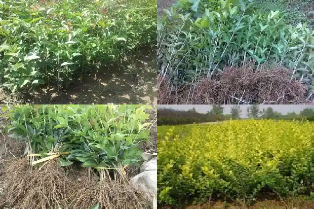 桂花树属于落叶树还是常青树呢1687048800032